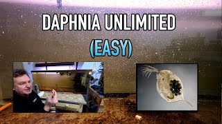 How I Raise Daphnia Water Fleas And You Can Too [upl. by Matthia]