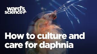 Caring and Culturing for Daphnia [upl. by Celinda]