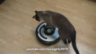 Cat shows HOW TO use iRobot Roomba Vacuum [upl. by Evita]