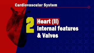 Atrial Septal Defect  Heart Auscultation  Episode 7 [upl. by Mencher126]