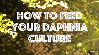 How To Feed Your Daphnia Culture [upl. by Rahman602]