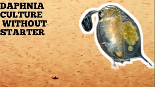 HOW TO CULTURE DAPHNIA NATURALLY WITHOUT A STARTER [upl. by Adiaz281]