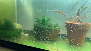 Daphnia Culturing Snails or no snails [upl. by Cran108]