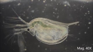 Daphnia magna under the Microscope [upl. by Colton677]