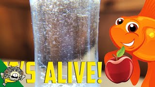 How to culture Vinegar Eels The EASY Way Live Fish Food [upl. by Teece771]