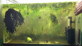 Scuds Daphnia Cherry Shrimp Copepods My aquatic food culture [upl. by Genevra]