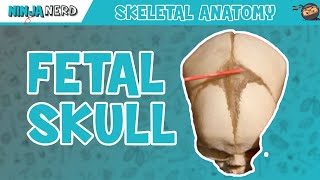 Fetal Skull Fontanelles Anatomy [upl. by Nim233]