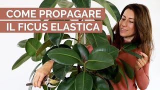 Come propagare il FICUS ELASTICA  sfida [upl. by Susanne]