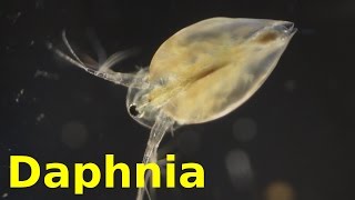 Daphnia [upl. by Amble233]