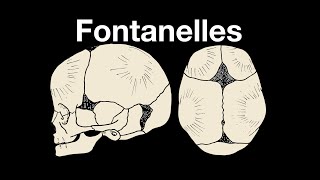 Skull fontanelles [upl. by Aikym413]