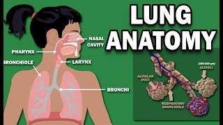 ANATOMY OF THE LUNGS [upl. by Bearce]