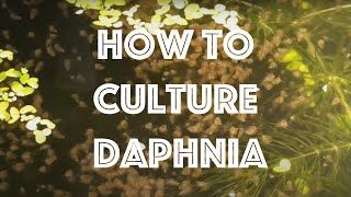 How To Culture Daphnia Magna [upl. by Adnohsor799]