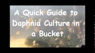 How to culture daphnia outside [upl. by Lleon]