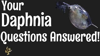 Daphnia Questions Answered [upl. by Aceber309]