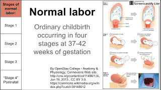 Normal labor ordinary delivery [upl. by Ash]