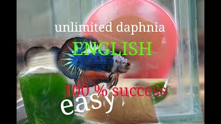 daphnia moina culture Easy way Unlimited production English  with sub Green water Chlorella [upl. by Dorehs]