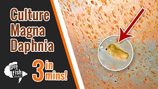 How to culture DAPHNIA MAGNA  The easy way [upl. by Lorin]