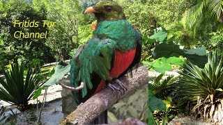 Resplendent Quetzal Bird Sound [upl. by Eniger991]