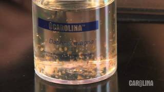 How to Care for Daphnia [upl. by Ventura]