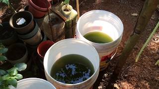 How to grow Green Water Algae [upl. by Witcher]