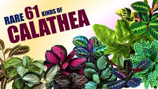 RARE 61 CALATHEA VARIETIES  HERB STORIES [upl. by Donell]