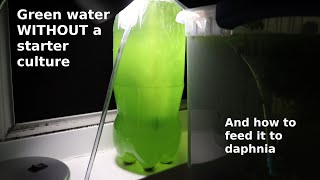 Green Water WITHOUT a Starter Culture  From Scratch  How To [upl. by Oswell]