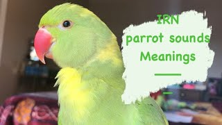 Sounds INDIAN RINGNECK PARROTS make  meanings [upl. by Annabella]