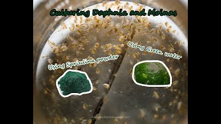 How To Culture Daphnia and Moinas using Green Water Spirulina powder [upl. by Romilda]