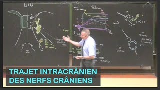 Anatomie du trajet intracrânien des nerfs crâniens Neuroanatomie 15 [upl. by Corliss784]