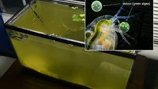 Raising Daphnia for the Freshwater Aquarium [upl. by Arty]