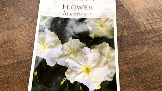 How I Grow Moonflowers from Seed [upl. by Hut179]