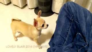 5 months old Chihuahua 11 tricks [upl. by Reyam]