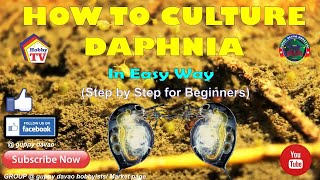 HOW TO CULTURE DAPHNIA In Easy Way [upl. by Rimaa]