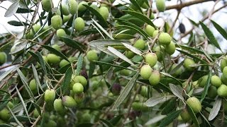 Growing the Table Olive Olea europaea [upl. by Ecnarwal649]